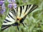 Schmetterlinge:
                                    Segelfalter: Englischer
                                    Schwalbenschwanz (papilio machaon
                                    britannicus)