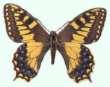 Schmetterlinge:
                                    Segelfalter: Korsischer
                                    Schwalbenschwanz (papilio hospiton)