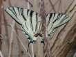 Schmetterlinge: Segelfalter
                                    (iphiclides podalirius), Unterseite
