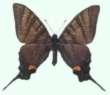 Schmetterlinge: Segelfalter
                                    (iphiclides podalirius, Form
                                    melanica), sehr selten