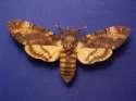 Schmetterlinge:
                                    Totenkopfschwrmer mit offenen
                                    Flgeln