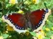 Schmetterlinge: Trauermantel
                                    jung