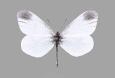 Schmetterlinge:
                                    Leguminosenweisslinge:
                                    Senfweissling