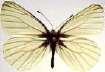 Schmetterlinge:
                                    Leguminosenweisslinge:
                                    Rapsweissling