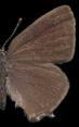 Schmetterlinge: Zipfelfalter:
                                    Akazien-Zipfelfalter