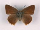 Schmetterlinge: Zipfelfalter:
                                    Brombeerzipfelfalter / Grner
                                    Zipfelfalter, mnnlich