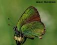 Schmetterlinge: Zipfelfalter:
                                    Brombeer-Zipfelfalter / Grner
                                    Zipfelfalter, grn schillernde
                                    Unterseite