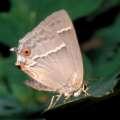 Schmetterlinge: Zipfelfalter:
                                    Blauer Eichenzipfelfalter, weiblich,
                                    Unterseite