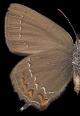 Schmetterlinge: Zipfelfalter:
                                    Brauner Eichenzipfelfalter,
                                    Unterseite