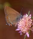 Schmetterlinge: Zipfelfalter:
                                    Brauner Eichenzipfelfalter an
                                    Rotklee, Unterseite