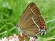 Schmetterlinge: Zipfelfalter:
                                    Kreuzdorn-Zipfelfalter Unterseite