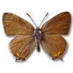 Schmetterlinge: Zipfelfalter:
                                    Pflaumenzipfelfalter mnnlich