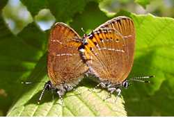 Schmetterlinge: Zipfelfalter:
                                    Pflaumenzipfelfalter Unterseiten
                                    mnnlich und weiblich