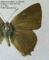 Schmetterlinge: Zipfelfalter:
                                    Ulmenzipfelfalter mnnlich