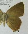 Schmetterlinge: Zipfelfalter:
                                    Ulmenzipfelfalter weiblich