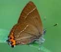 Schmetterlinge: Zipfelfalter:
                                    Ulmenzipfelfalter Unterseite