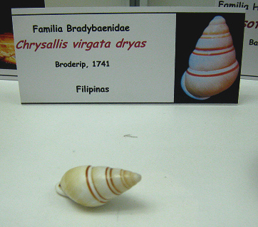 Chrysallis virgata dryas