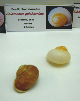 Calocochlia pulcherrima