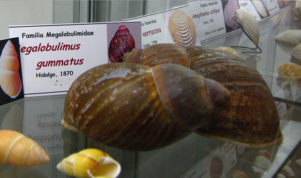Megalobulimus gummatus
