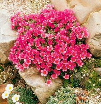 Upholstery plants, e.g. red tufted alpine
                        saxifrage (Saxifraga oppositifolia vacarie)