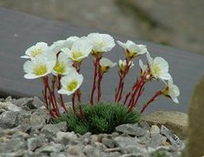 Burser's saxifrage (Saxifraga
                        burseriana)