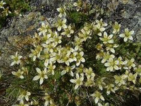 Mossy saxifrage (Saxifraga bryoides)