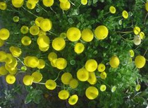 Brass buttons (Cotula squalida)