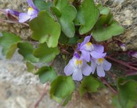 Ivy-leaved
                        toadflax / Oxford ivy / pennywort (Linaria
                        cymbalaria)