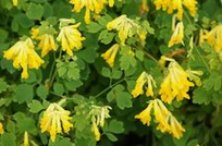 Fumaria amarilla (Pseudofumaria lutea)