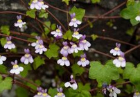 Ivy-leaved toadflax / coliseum ivy / Oxford ivy
                    / pennywort (Cymbalaria muralis)