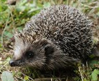 Hedgehog
              (Eraniceidae)