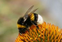 bumble bees (Bombus)