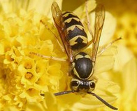 wasps (Vespinae)