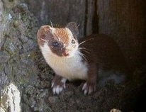 Common weasel (Mustela nivalis)