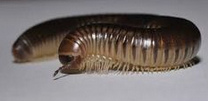 Millipedes (Myriapoda)