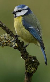 Blue Tit (Cyanistes caeruleus,
                      syn.: Parus caeruleus)