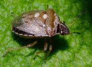 Wanze (Heteroptera)