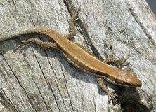 Horvath's rock lizard (Iberolacerta horvathi;
                      vorher: Lacerta horvathi)