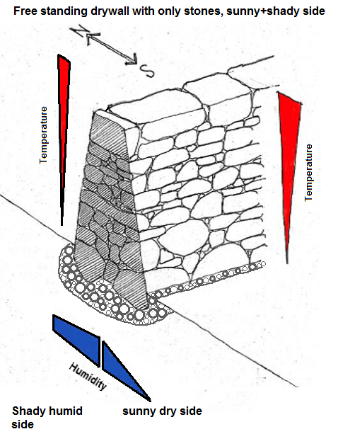 Scheme of a
                            free-standing dry stone wall made of stone
                            with north-south sides with extreme
                            microclimate differences, diagram by Gerhard
                            Stoll, supplemented by Michael Palomino