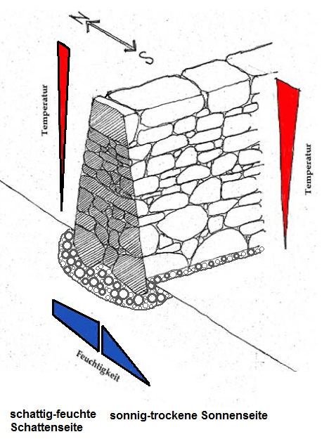 Schema einer freistehende
                              Trockenmauer nur aus Stein mit
                              Nord-Sd-Seiten mit extremen
                              Mikroklimaunterschieden, Schema von
                              Gerhard Stoll, ergnzt von Michael
                              Palomino