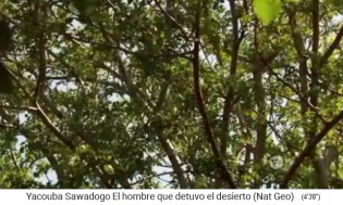 Der Wald von
                    Yacouba Sadabogo ist Schattenspender und Windschutz
                    01