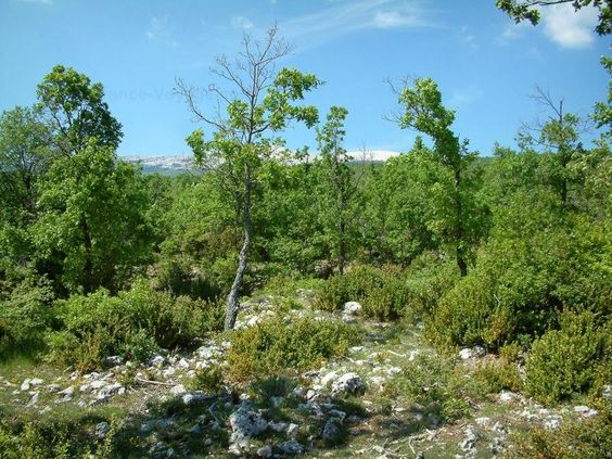Haute-Provence, junger Eichenwald auf weissem
                  Karstboden mit Mont Ventoux im Hintergrund