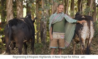 Vacas sanas y bien alimentadas en
                      las mesetas de Etiopa
