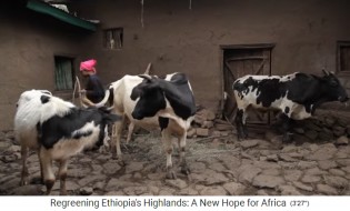 Provincia de Amhara: vacas
                      blancas y negras en una granja