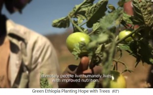 Tomates verdes en un campo de la
                    Fundacin Etiopa Verde