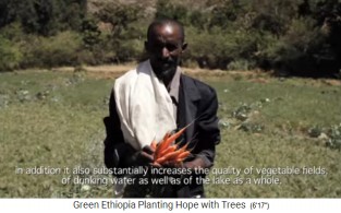Zanahorias de un campo de la
                      Fundacin Etiopa Verde