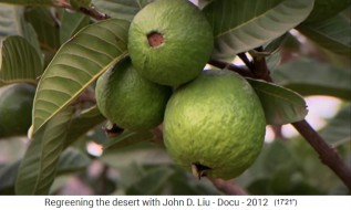 thiopien, das Dorf Abraha Atsebaha hat
                      neuerdings frische Frchte, hier Guaven