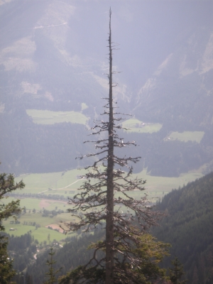 Waldsterben in Bayern