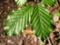 Copper beech leaves