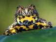 Yellow-bellied toad -- Gelbbauchunke